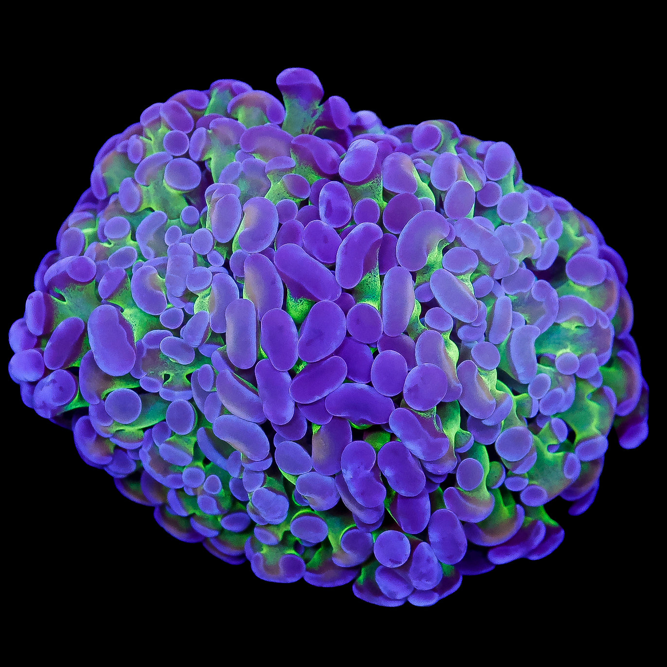 Purple & Green Branching Hammer Coral