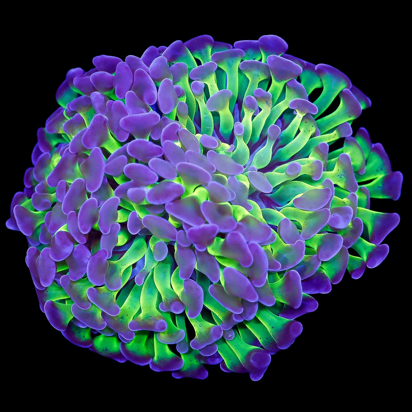 Purple & Green Branching Hammer Coral