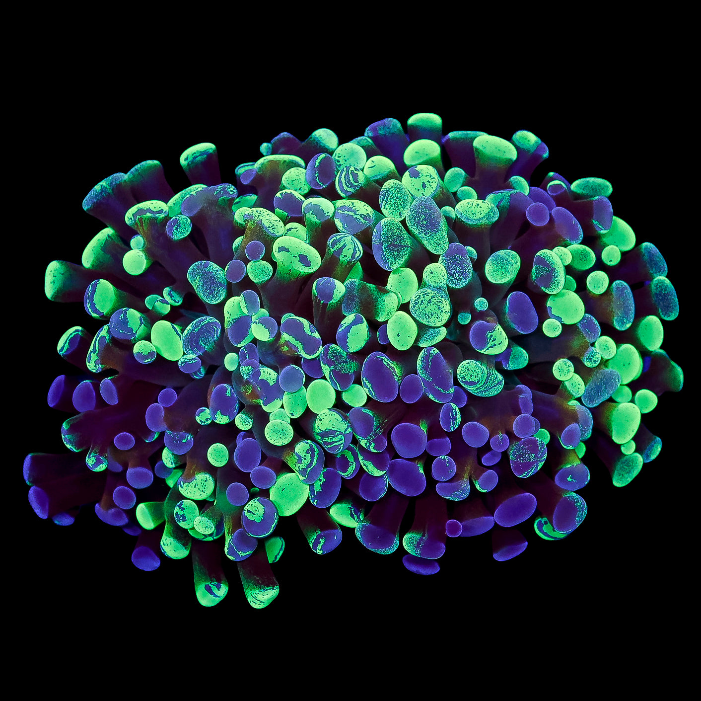 Marbled Branching Hammer Coral