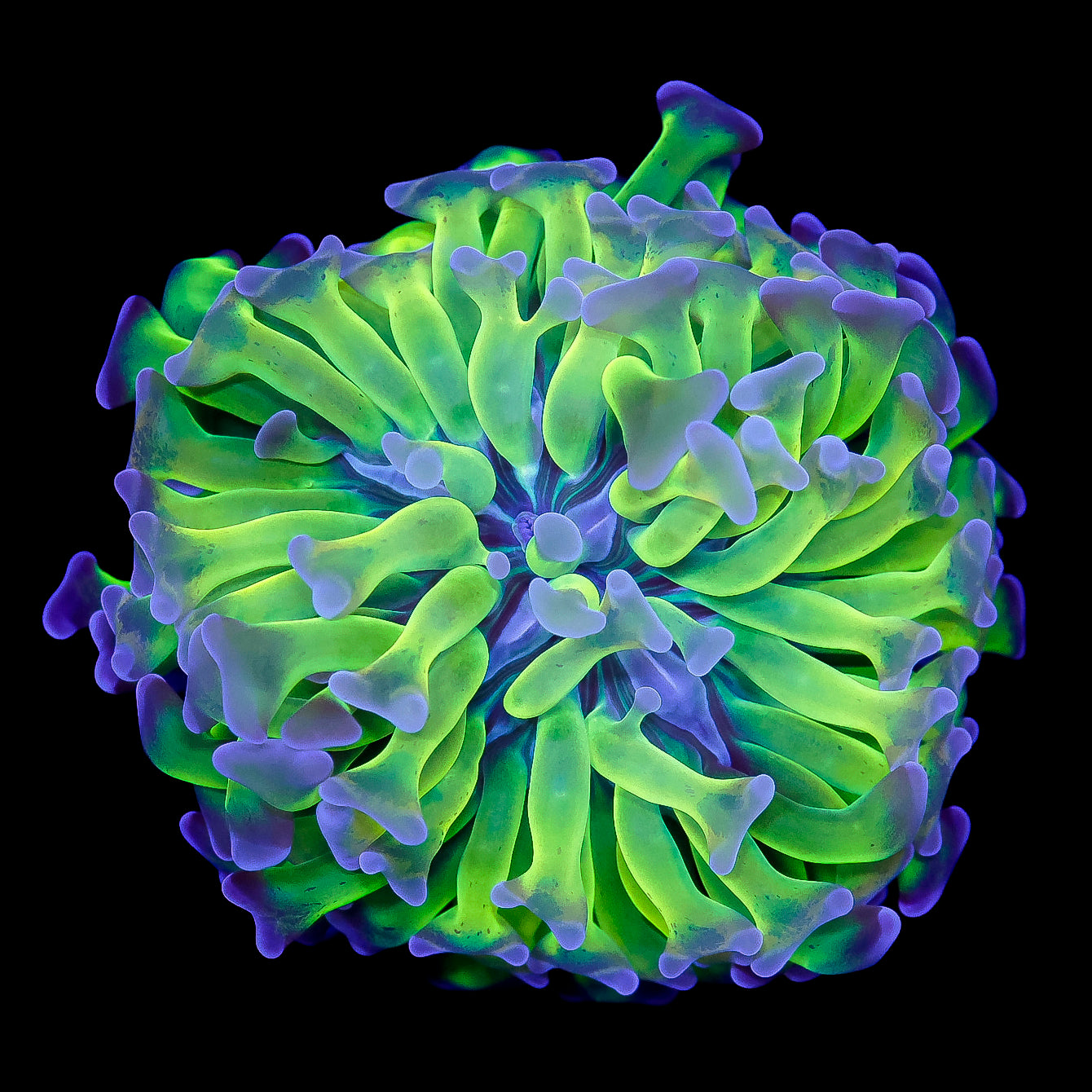 Purple & Green Branching Hammer Coral