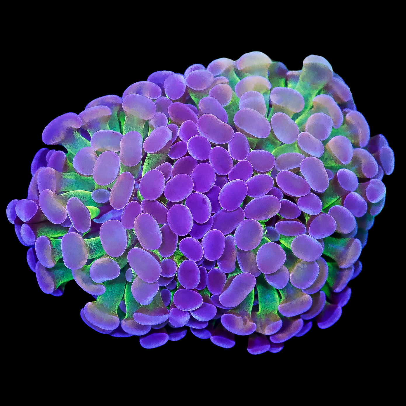 Pastel Branching Hammer Coral