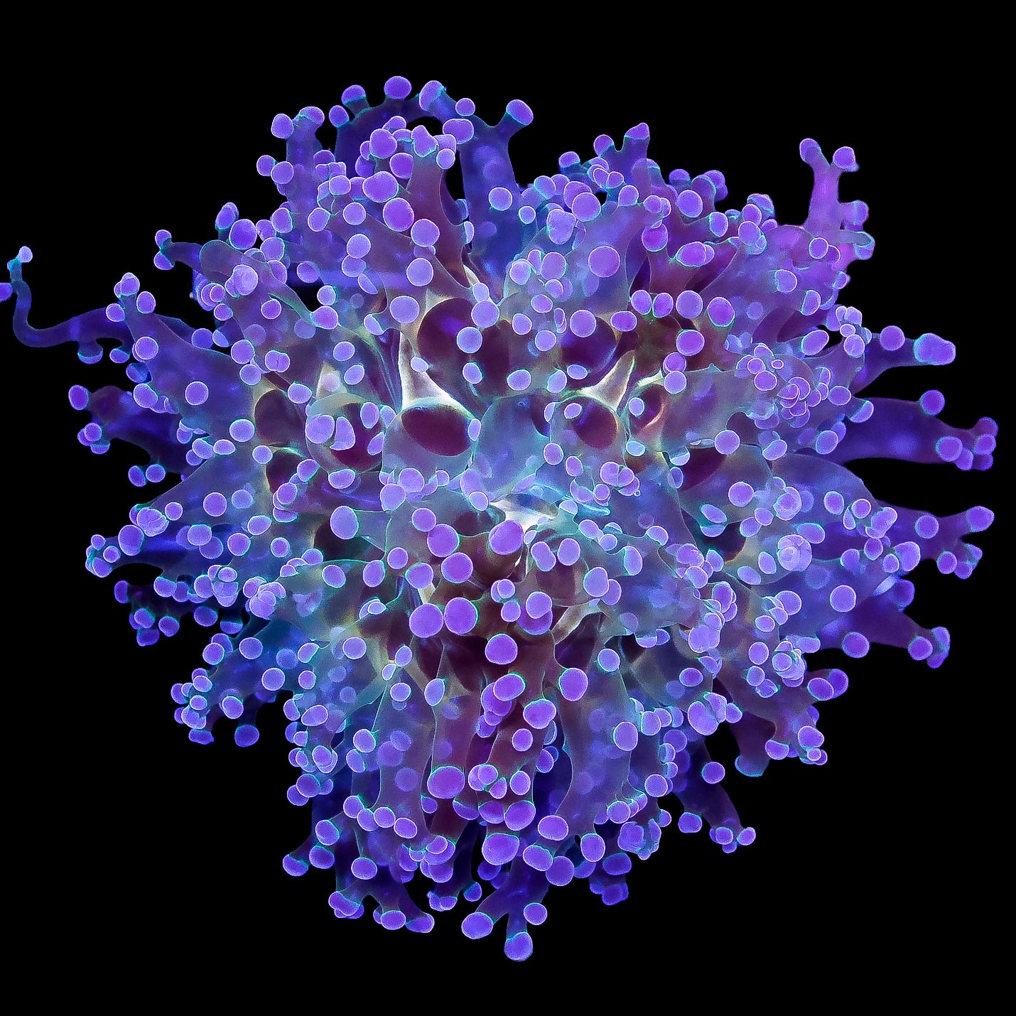 Halo Frogspawn Coral