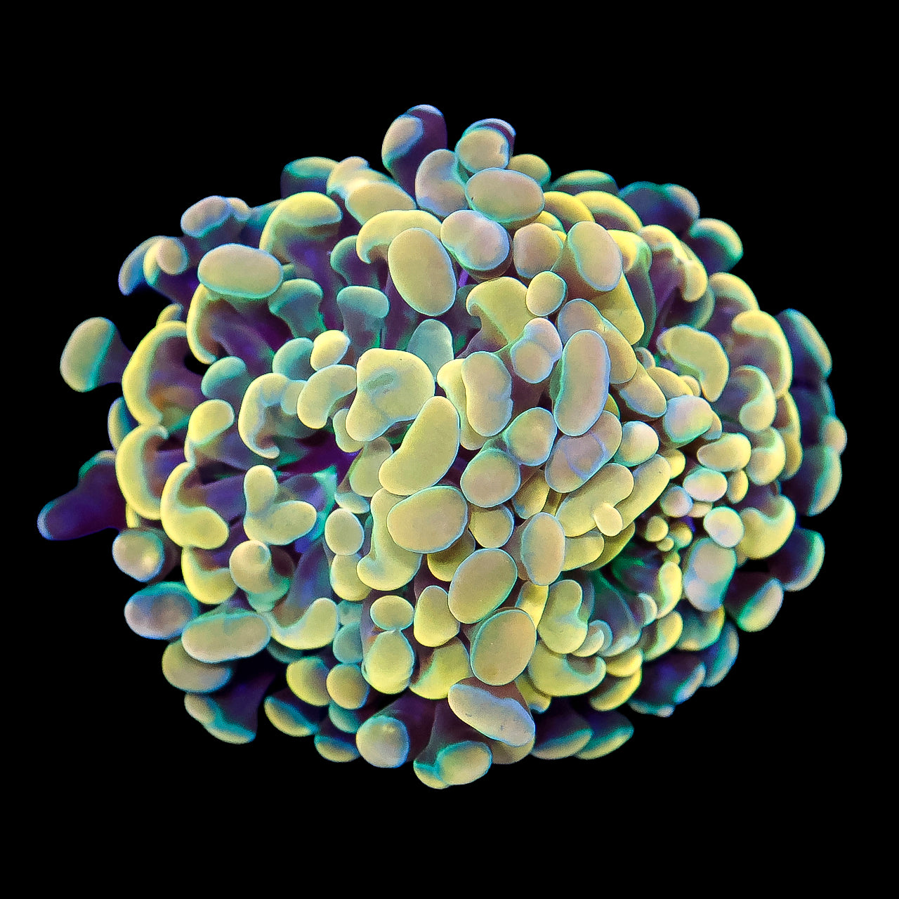 Ultra Yellow Branching Hammer Coral