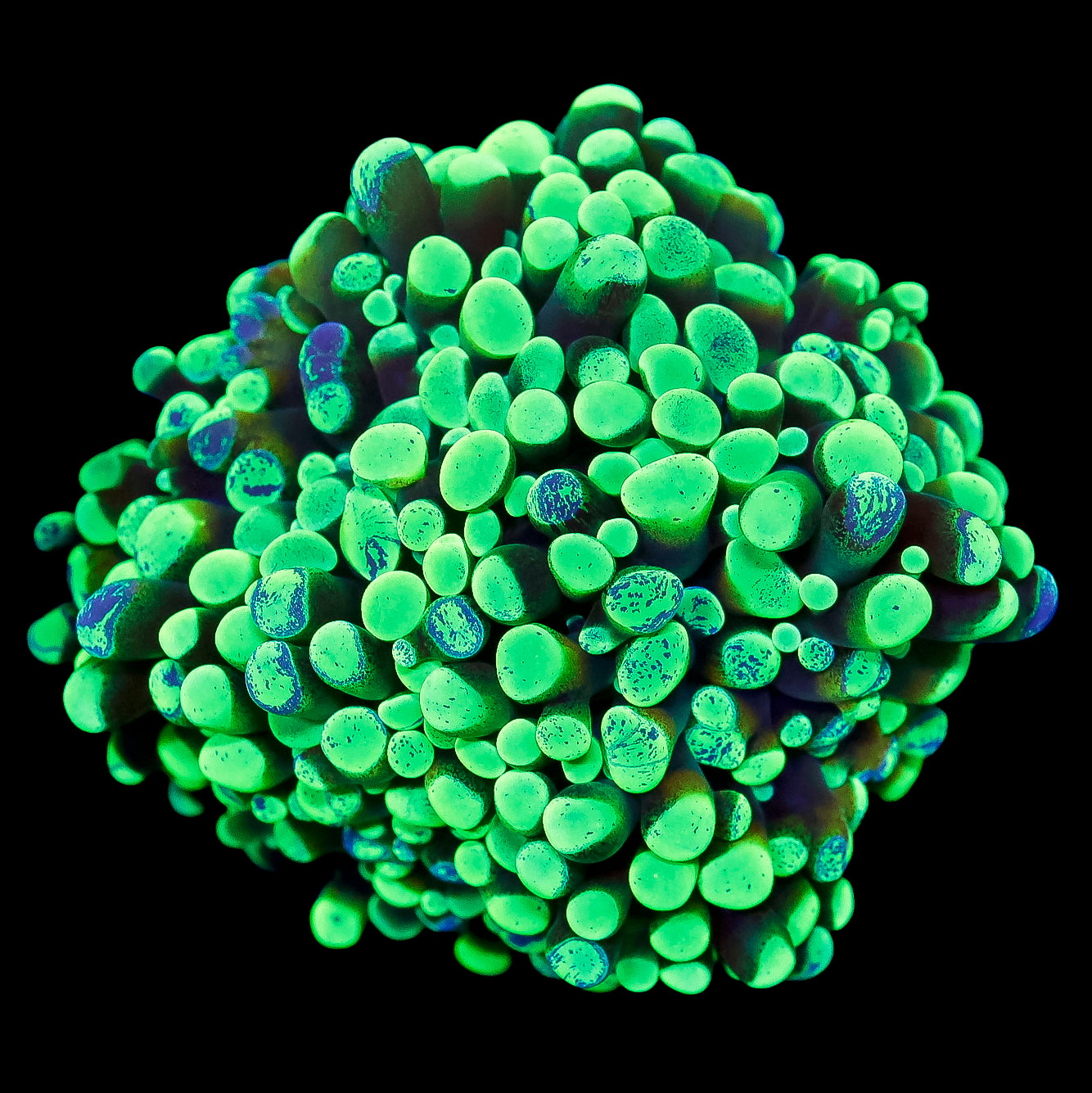 Marbled Branching Hammer Coral