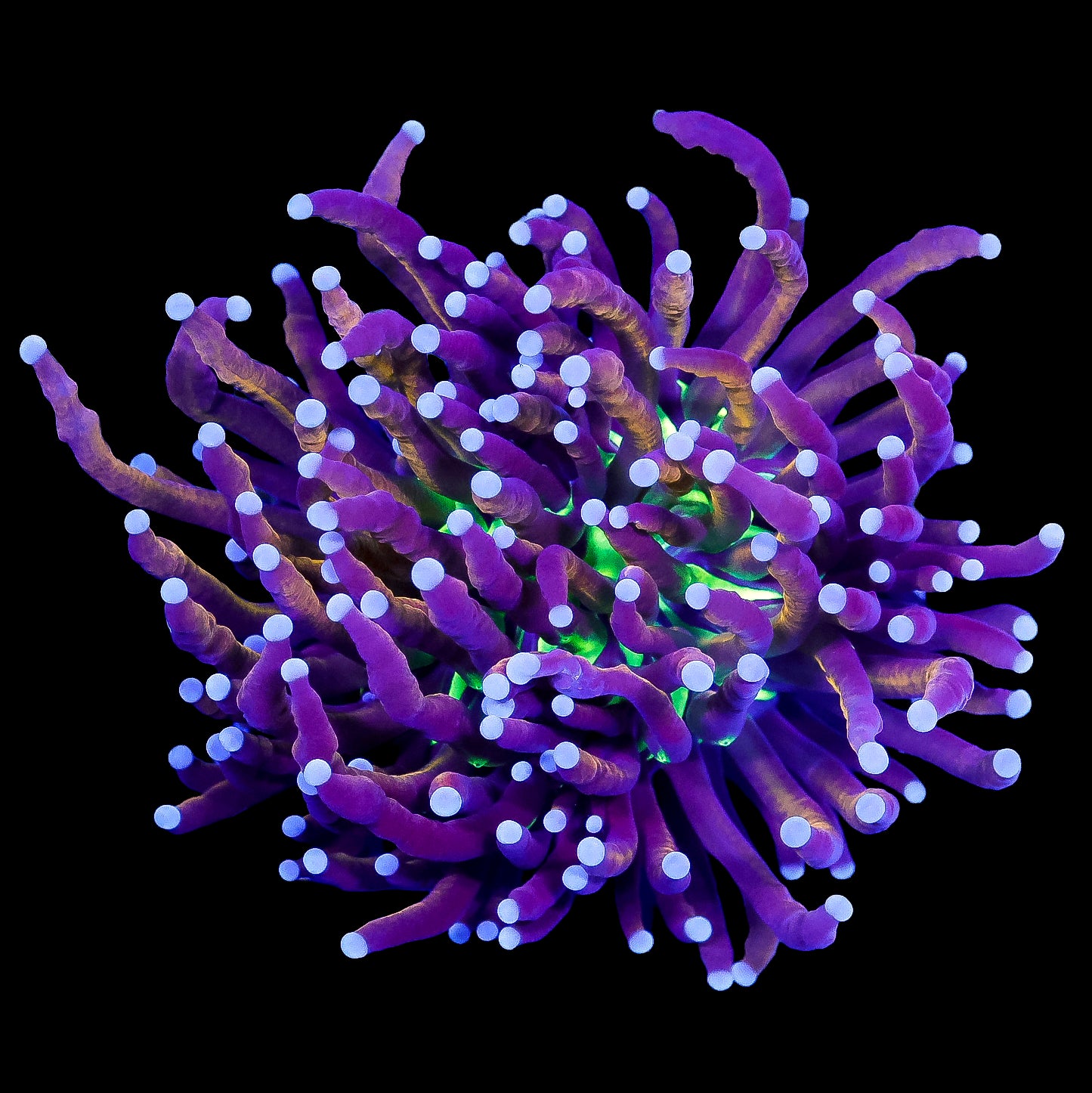 Gold Joker Torch Coral