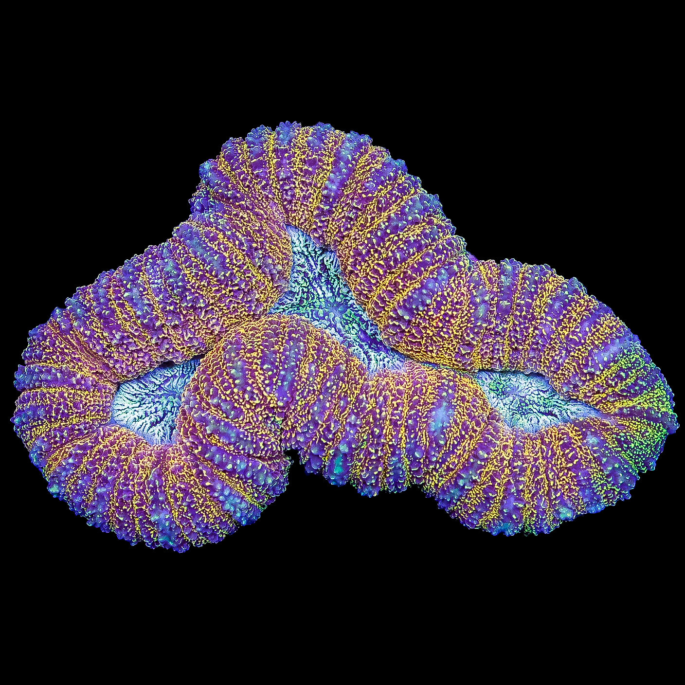 Neon Aussie Lobophyllia Coral