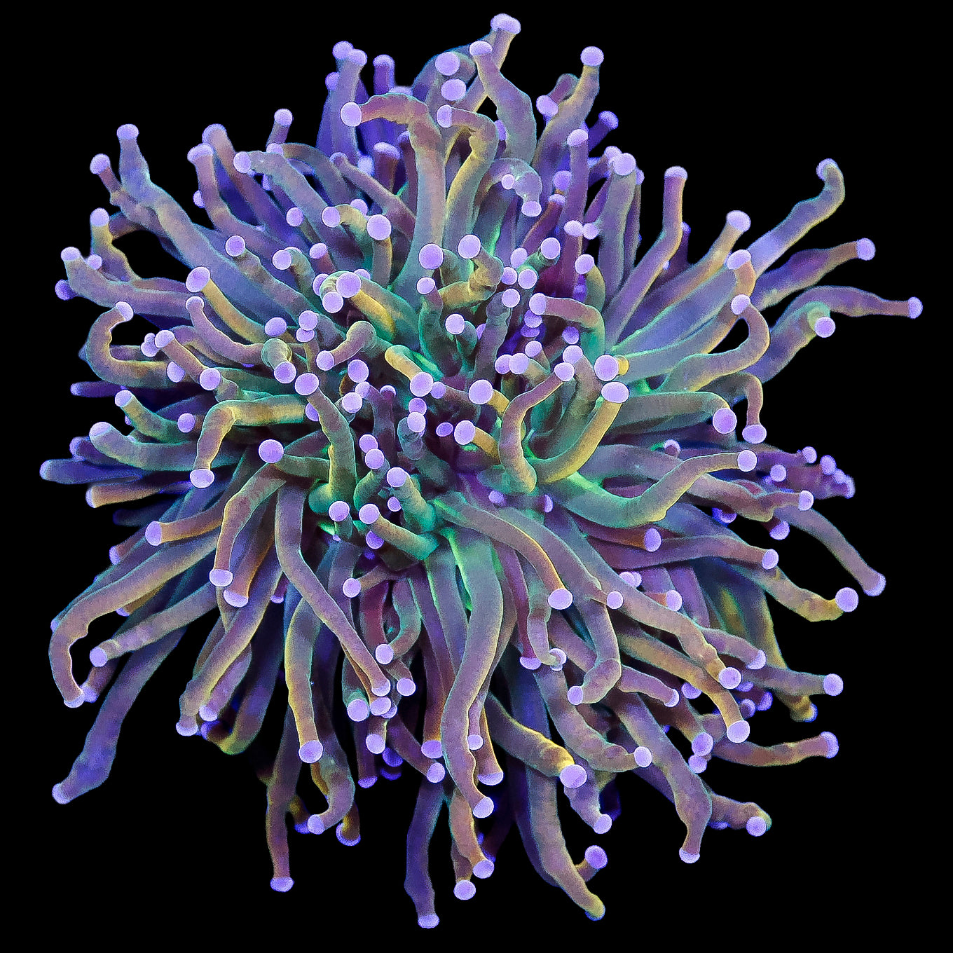 Rapunzel Torch Coral