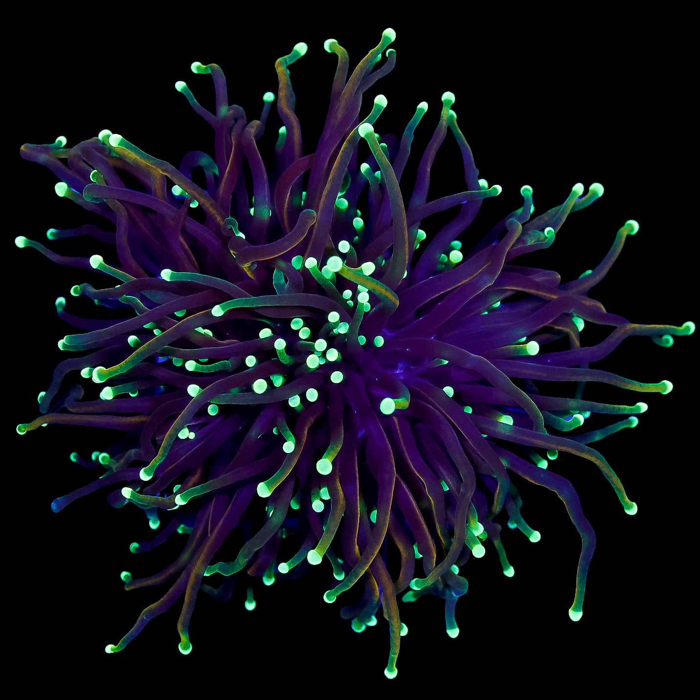 Dragon Soul Torch Coral