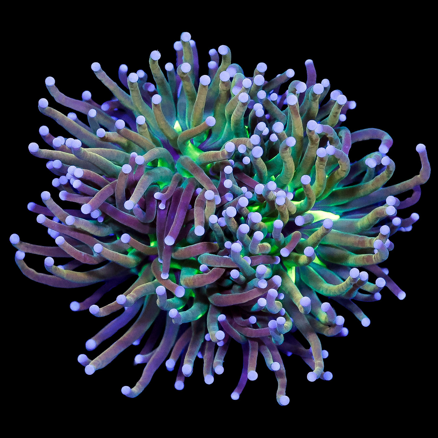 Rapunzel Torch Coral