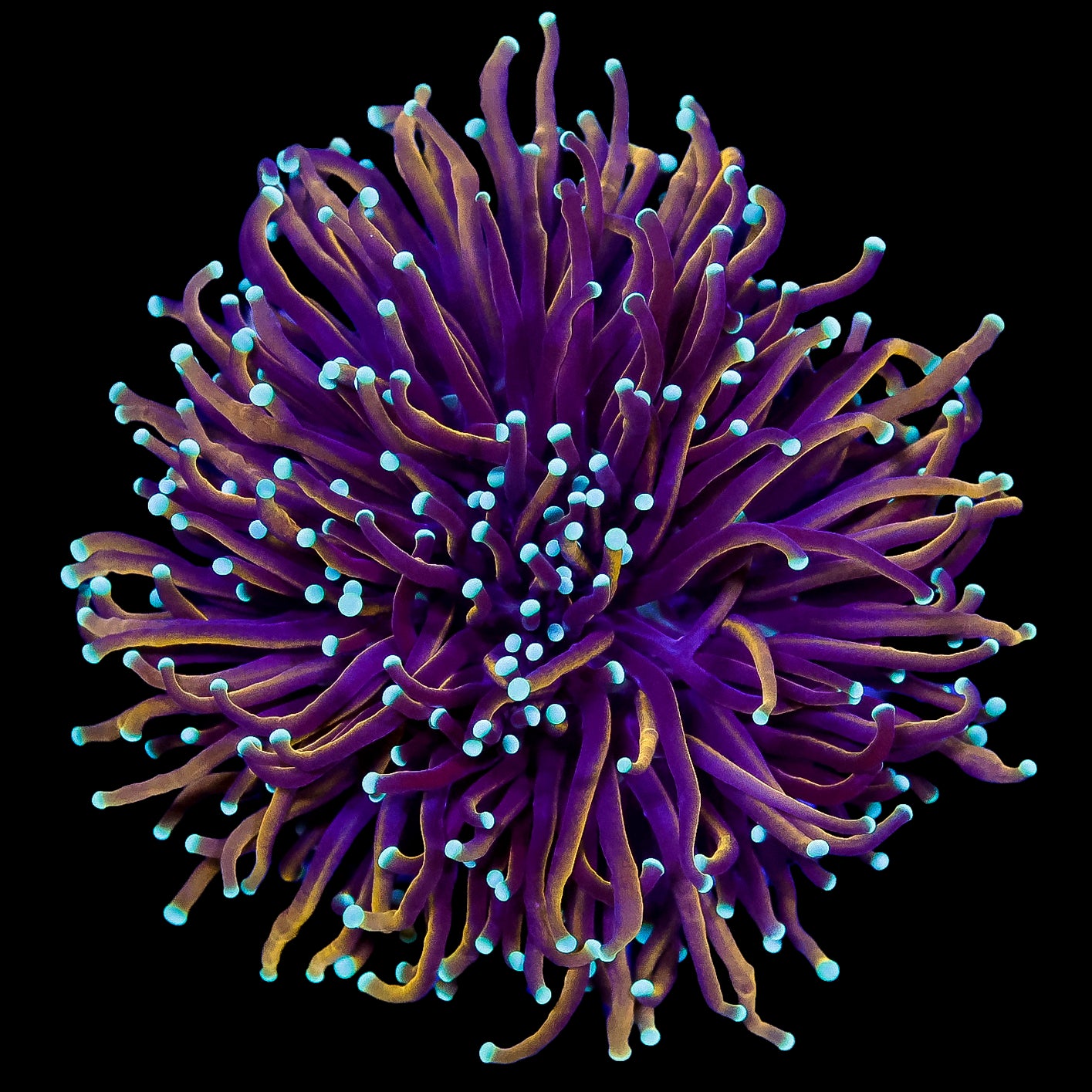 Ghostbusters Torch Coral