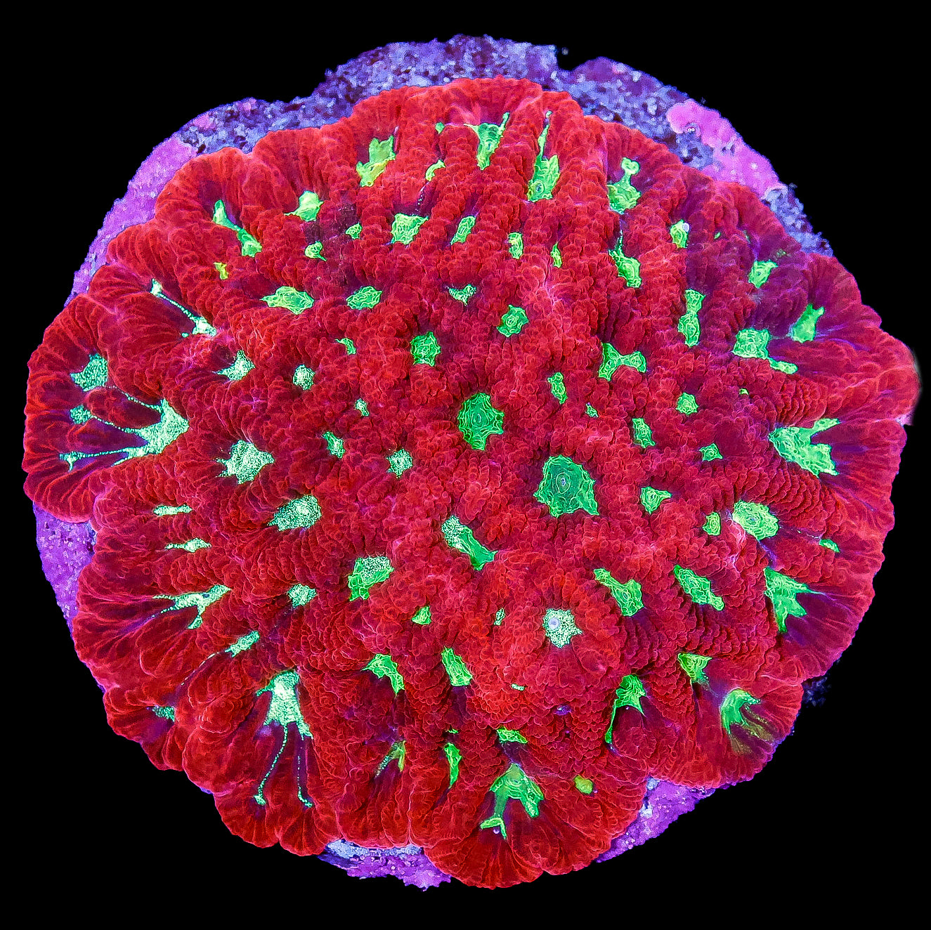 War Coral Favites Colony