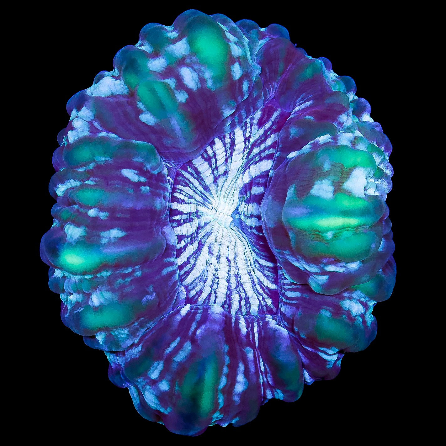 Emerald Cynarina Coral