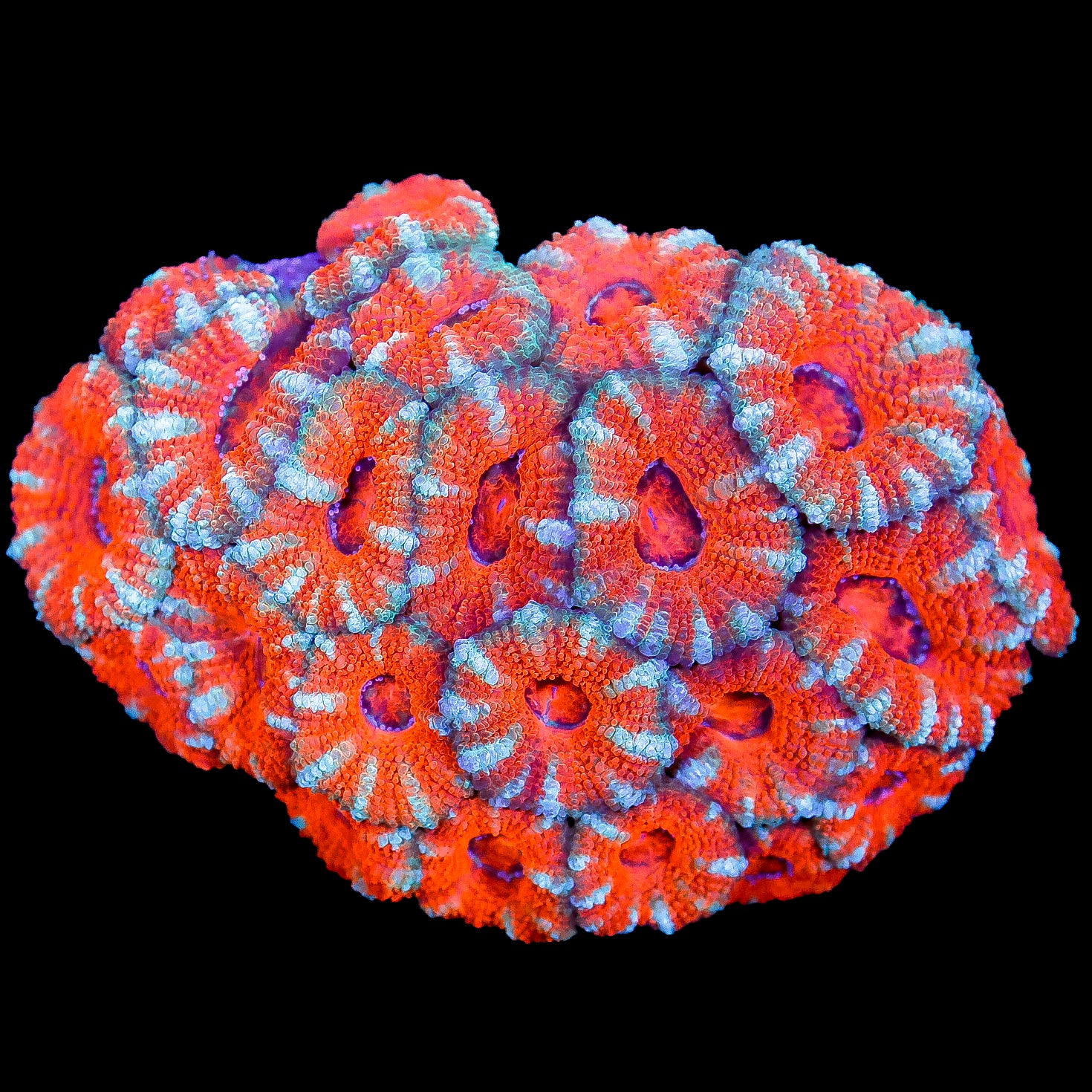 Ultra Acan Coral Colony