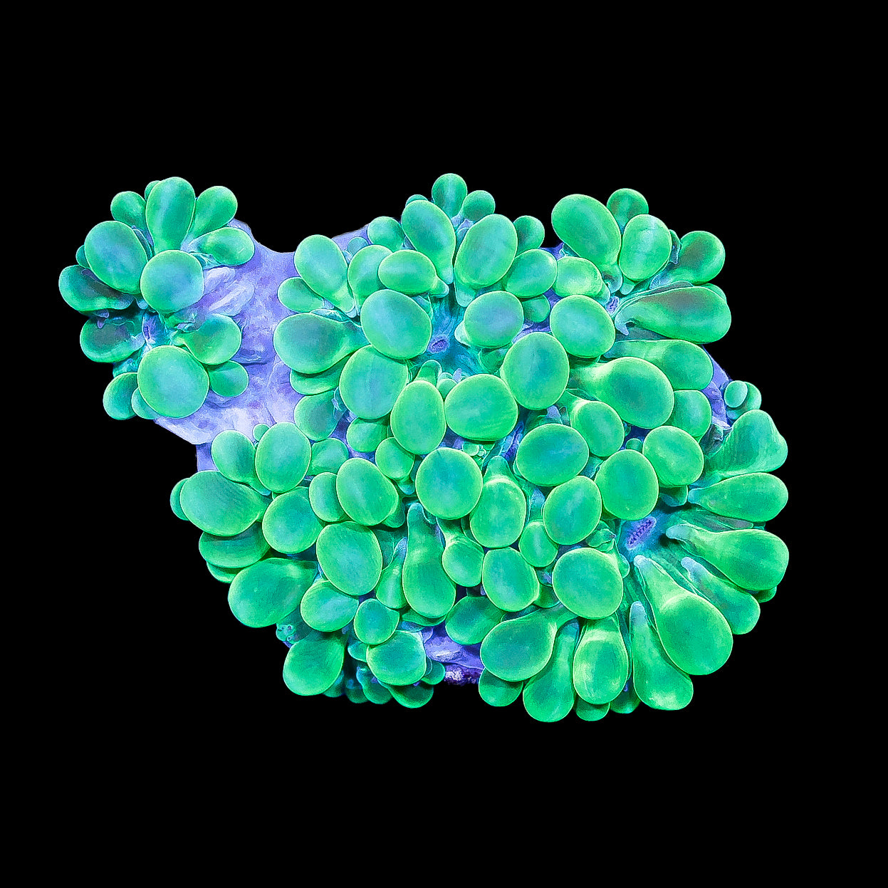 Green Pearl Bubble Coral