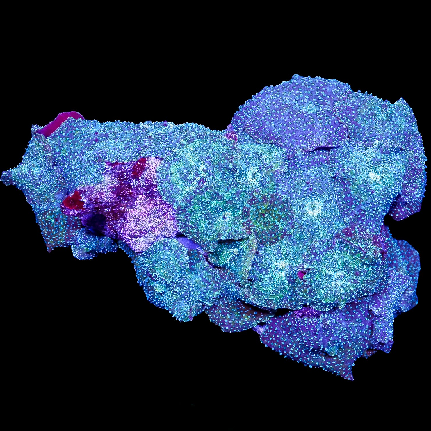 Ultra Bluespotted Mushroom Colony