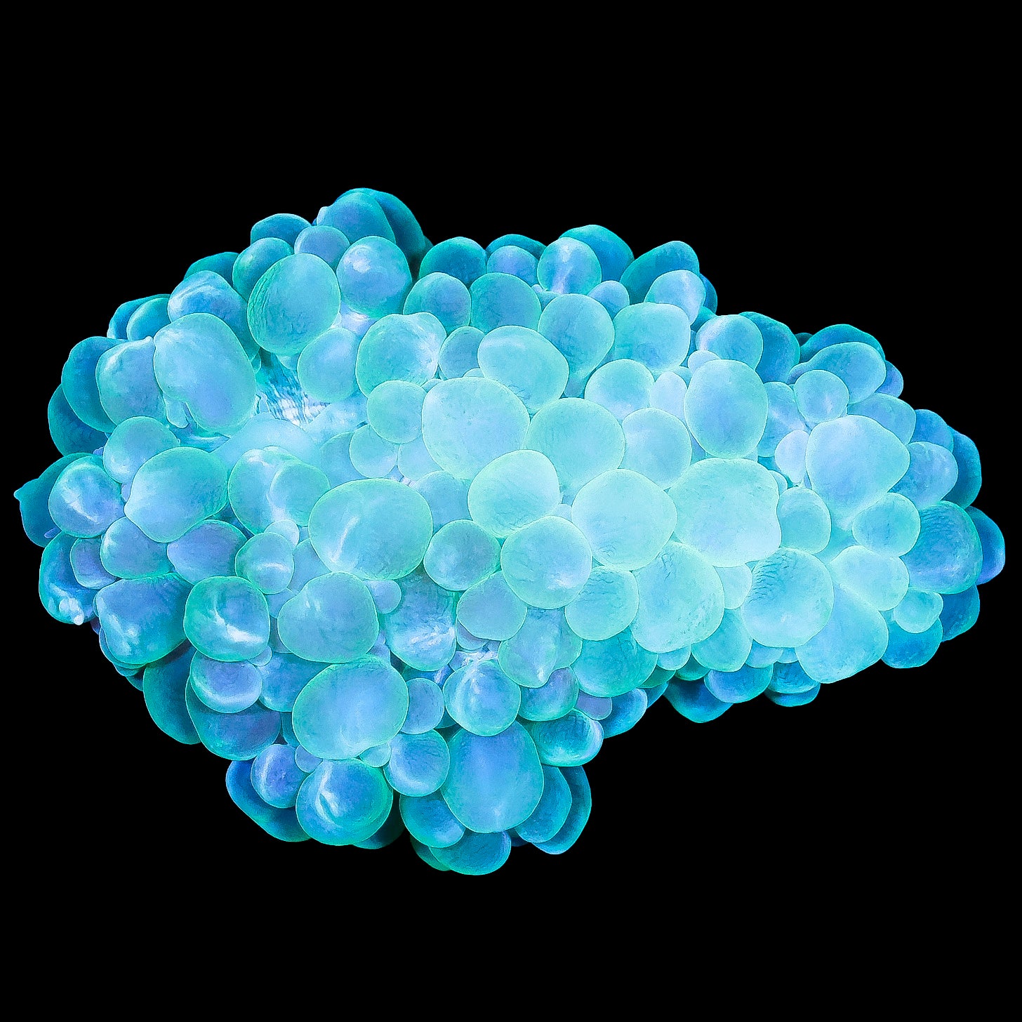 Aussie Green Bubble Coral