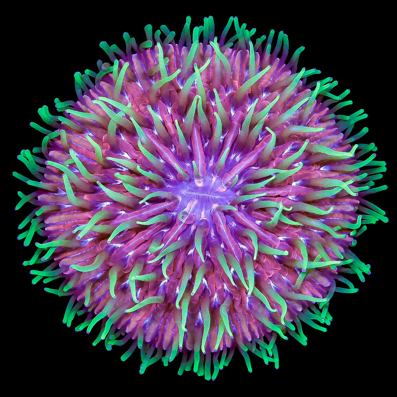 Ultra Hot Fungia Plate Coral