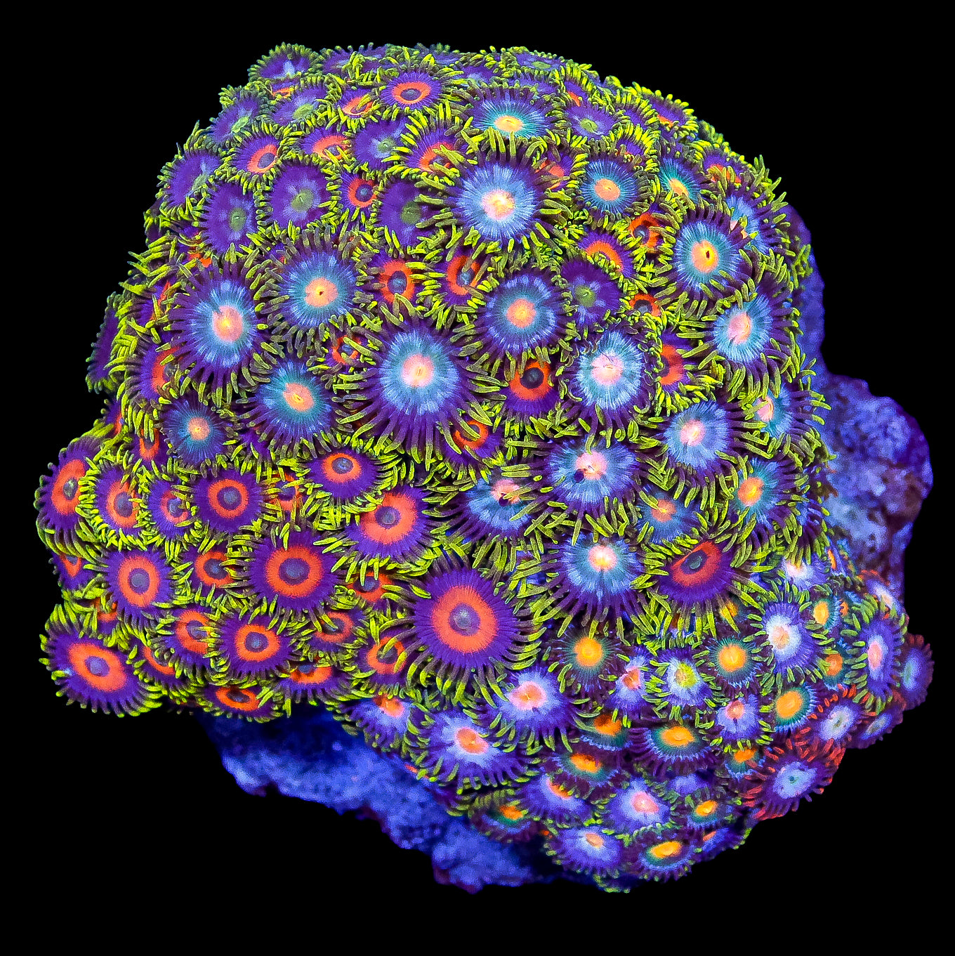 Zoanthid Garden