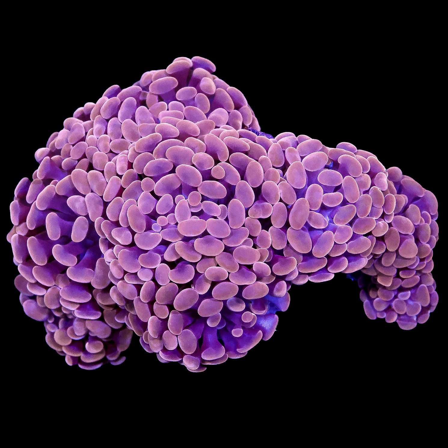Orange Branching Hammer Coral Colony - 8 heads