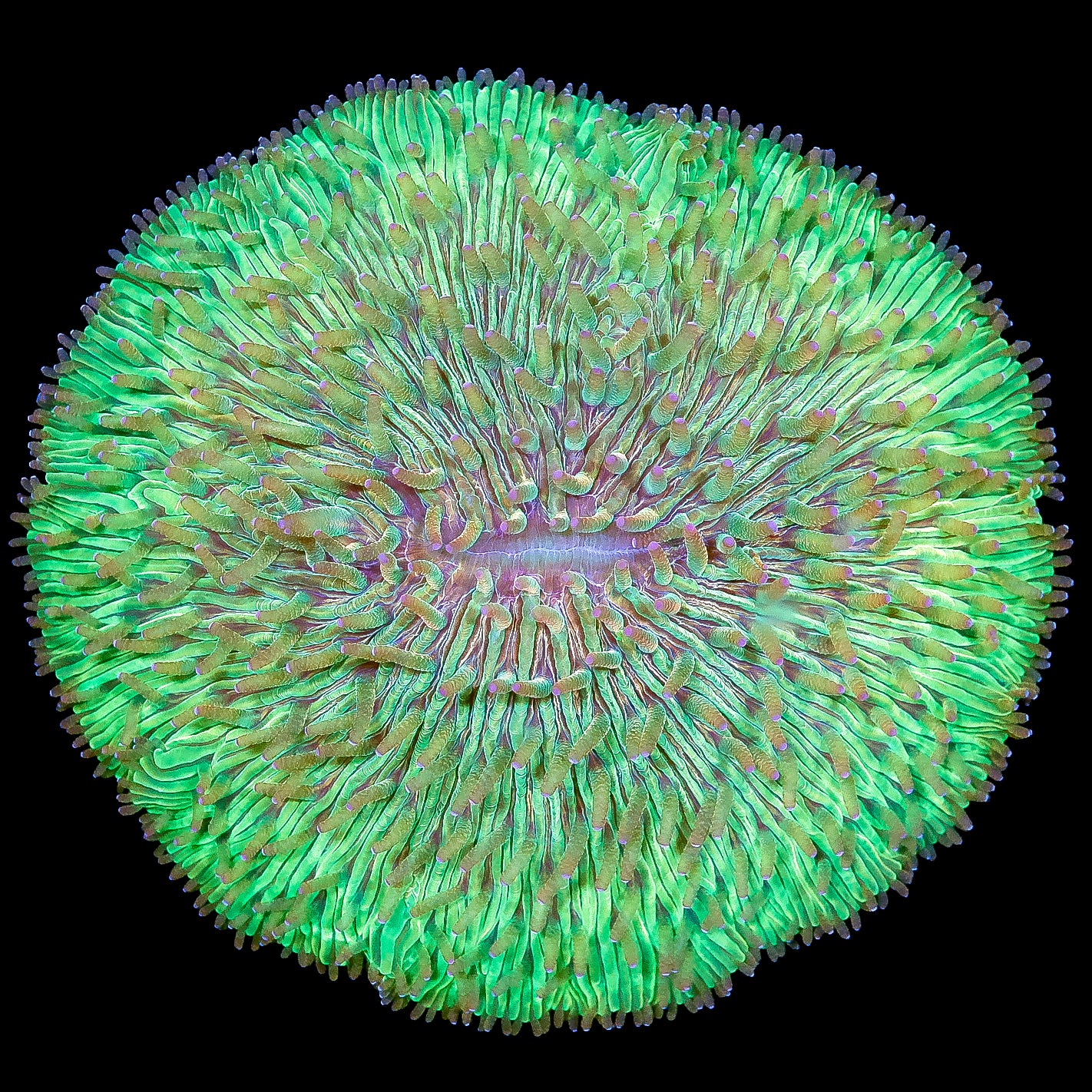 Neon Fungia Plate Coral