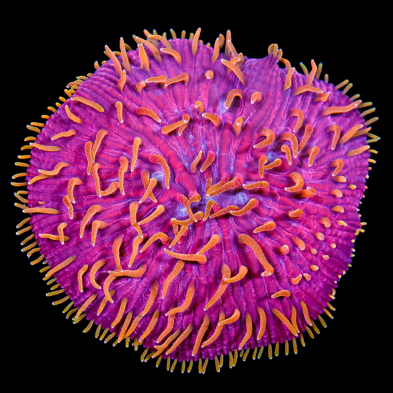 Ultra Hot Fungia Plate Coral