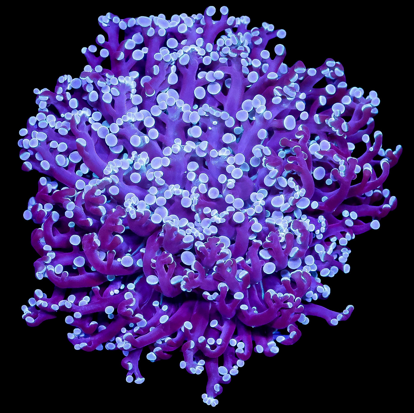 Aussie Kingspawn Coral