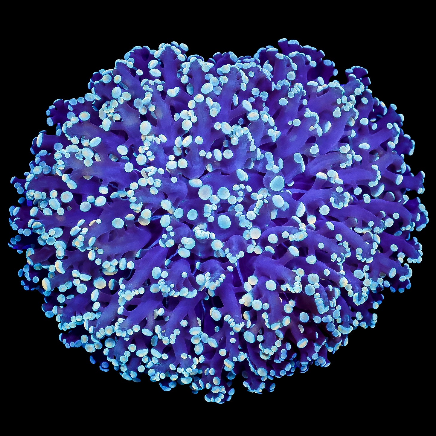 Ultra Aussie Kingspawn Coral