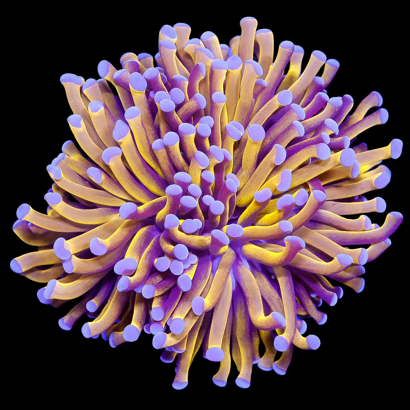 Aussie Goldilocks Torch Coral