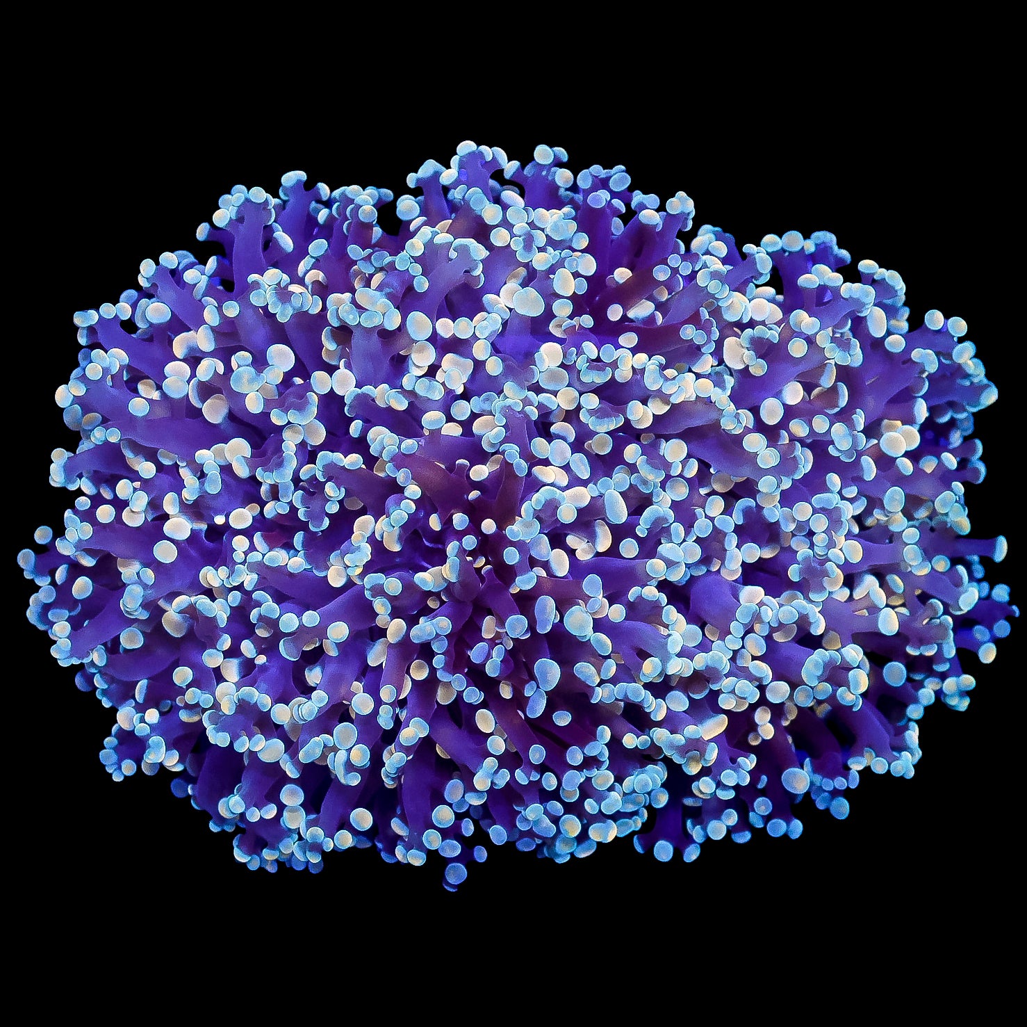 Ultra Aussie Kingspawn Coral