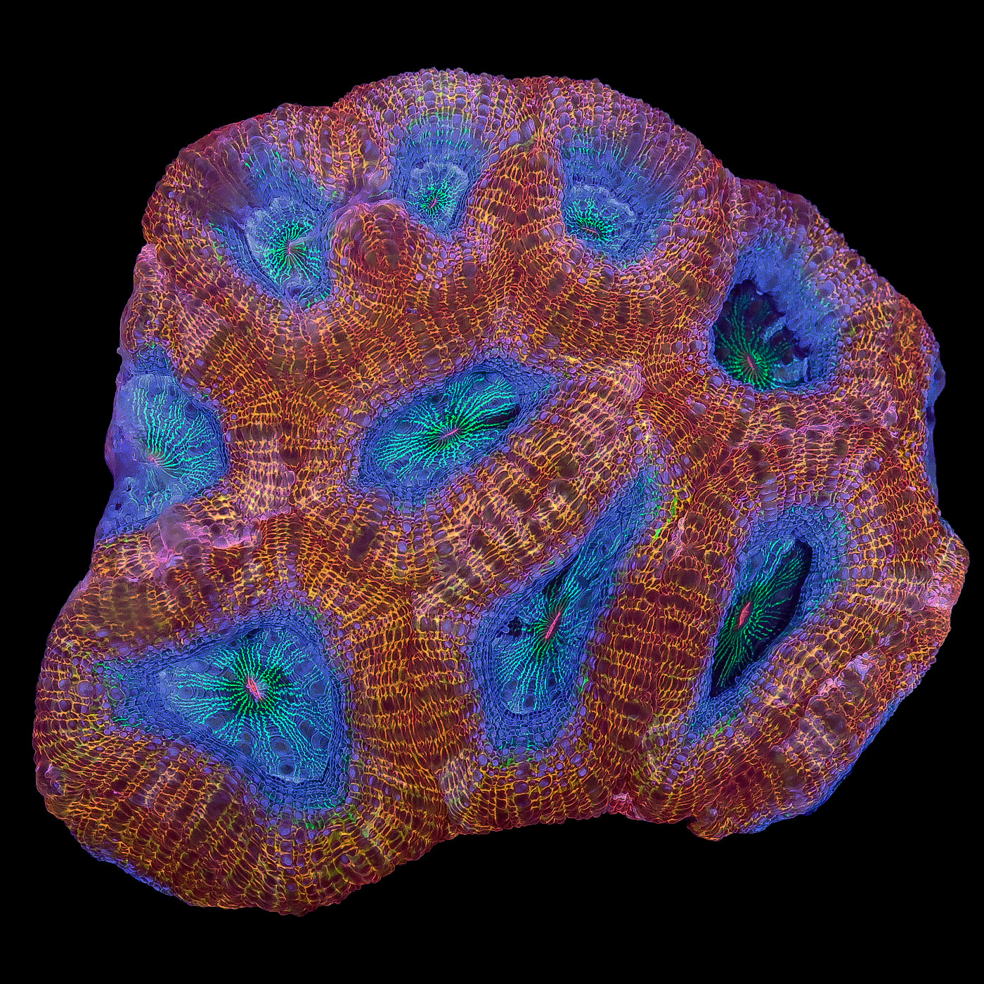 Ultra Hot Aussie Bowerbanki Coral