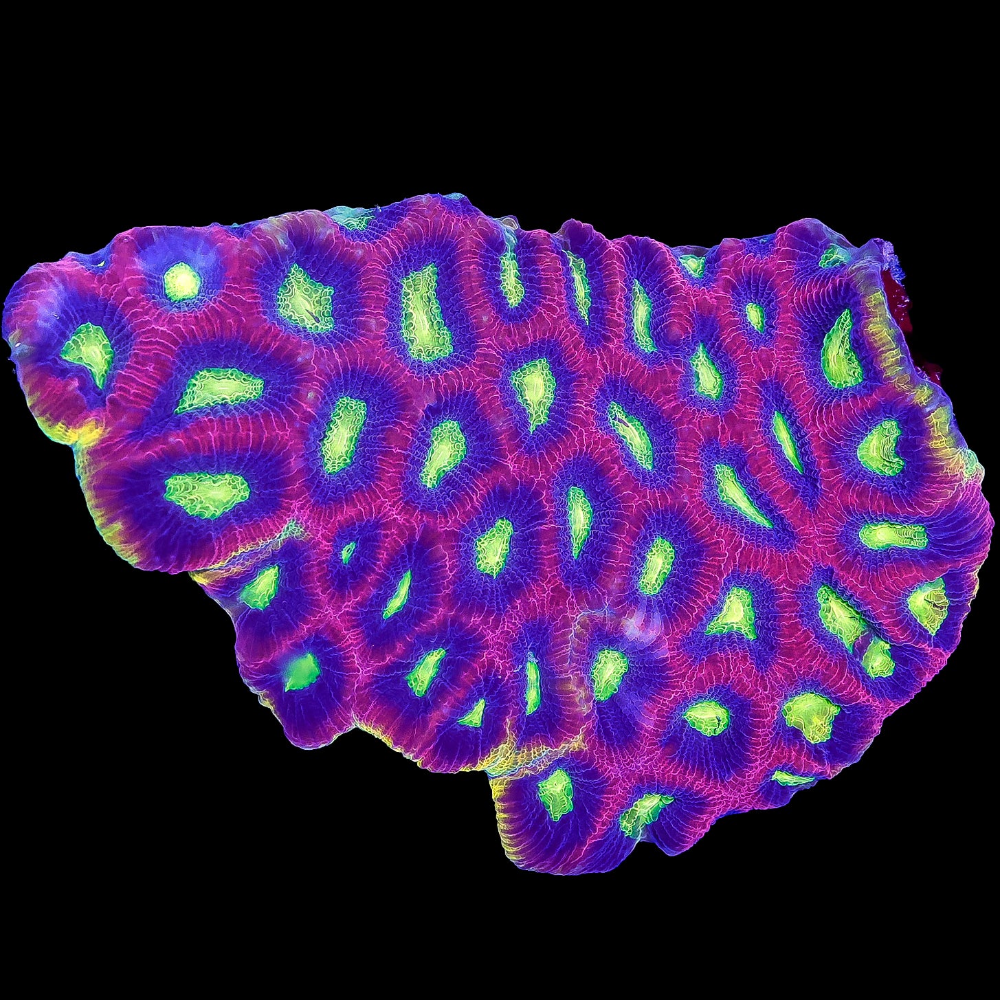 Prism Goniastrea Coral Colony