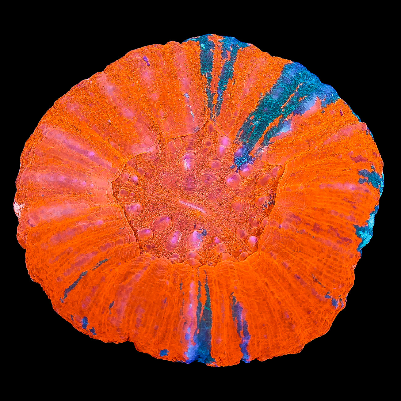 Reverse Bleeding Apple Scolymia Coral