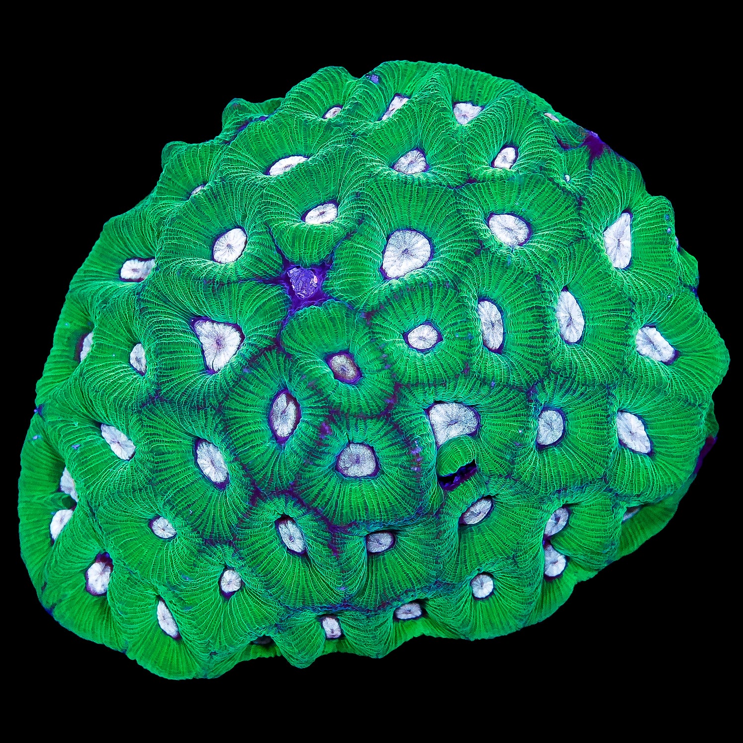 Blue Eye Goniastrea Coral Colony