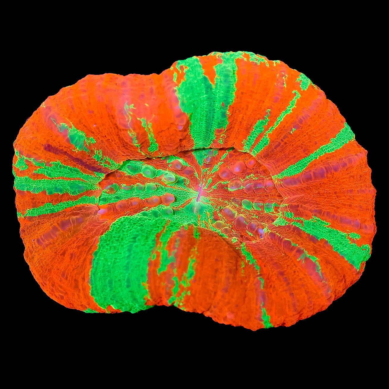 Ultra Hot Bleeding Apple Scolymia Coral