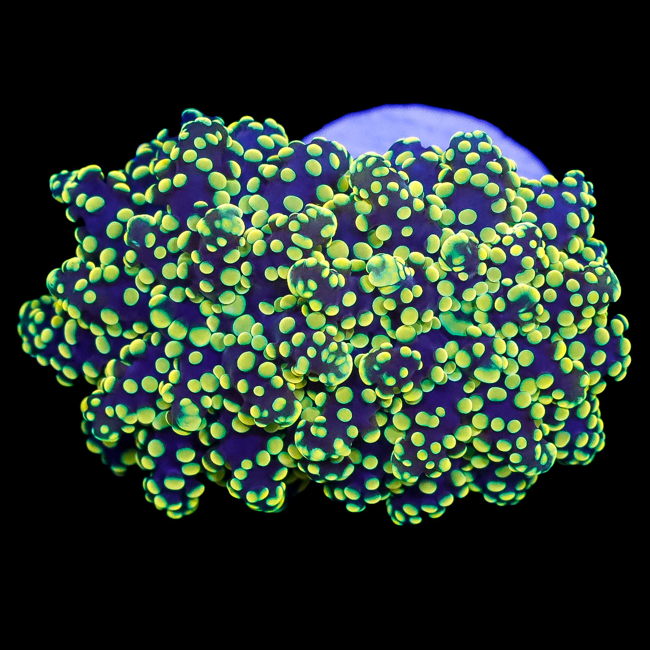 Neon Frogspawn Coral