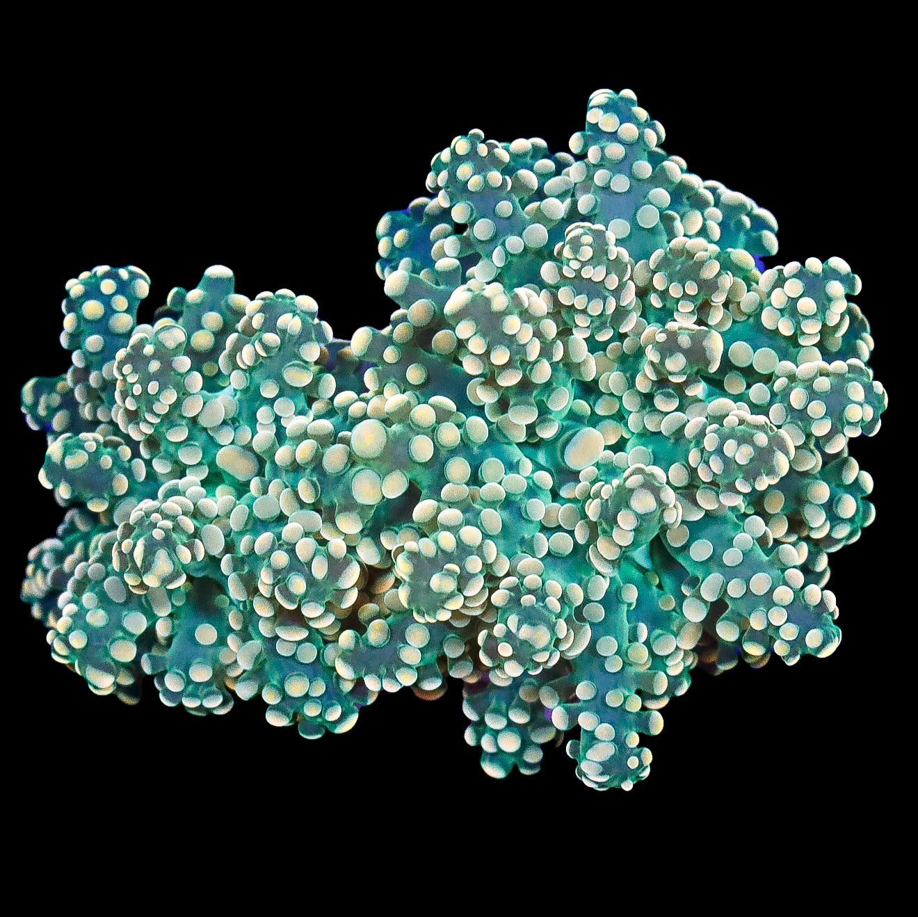 Lucky Charms Frogspawn Coral