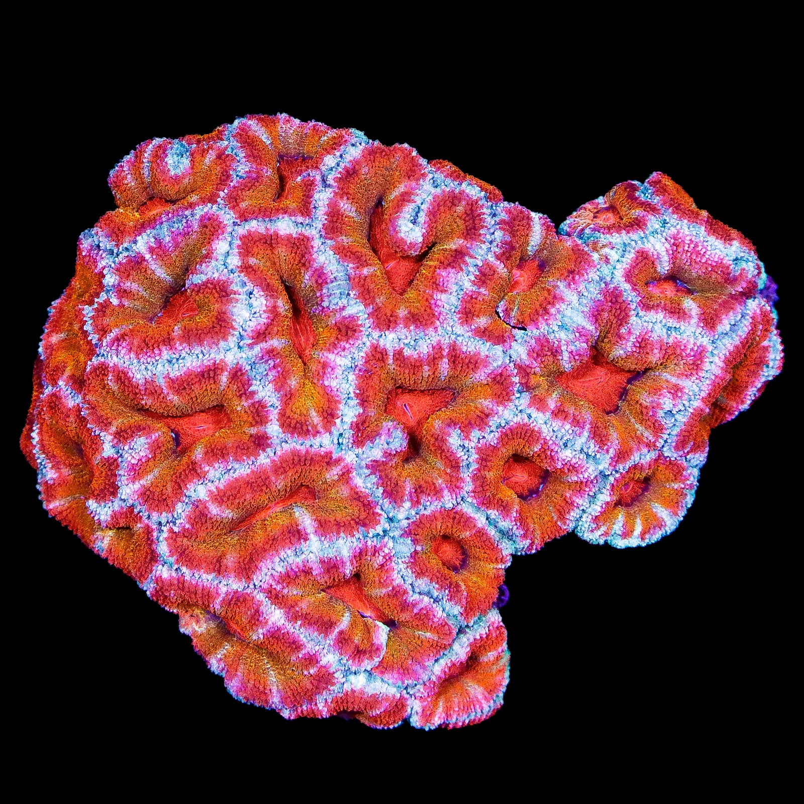 Fireball Acan Lord Coral Colony