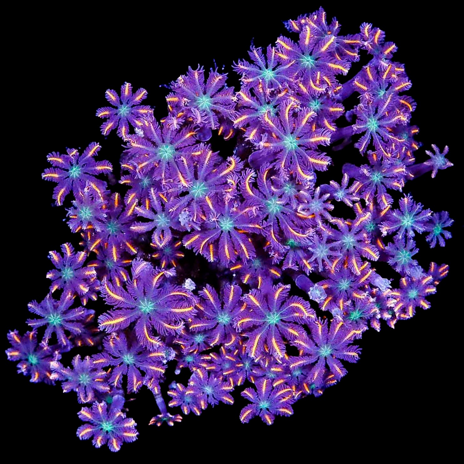 Fireworks Clove Polyp Colony