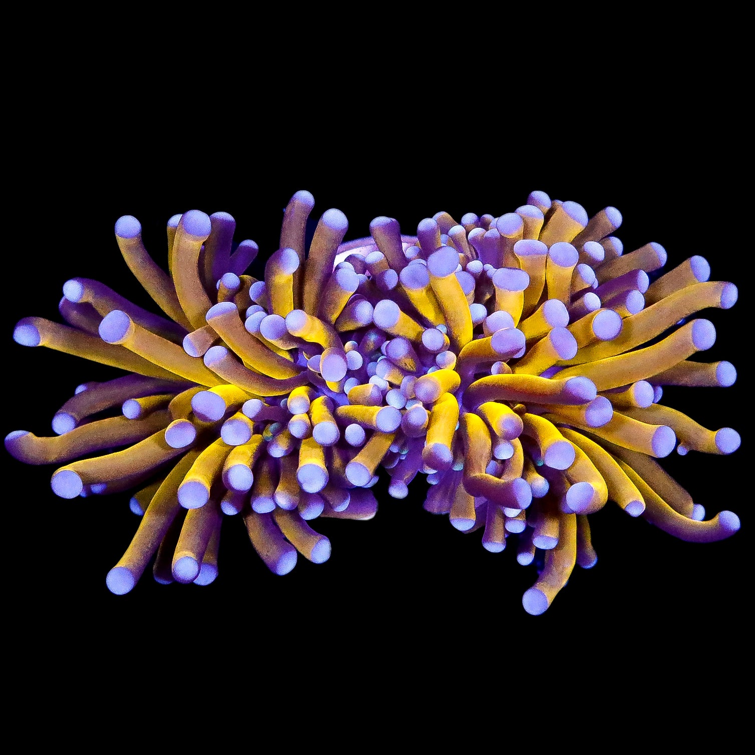 Ultra Aussie Gold Torch Coral