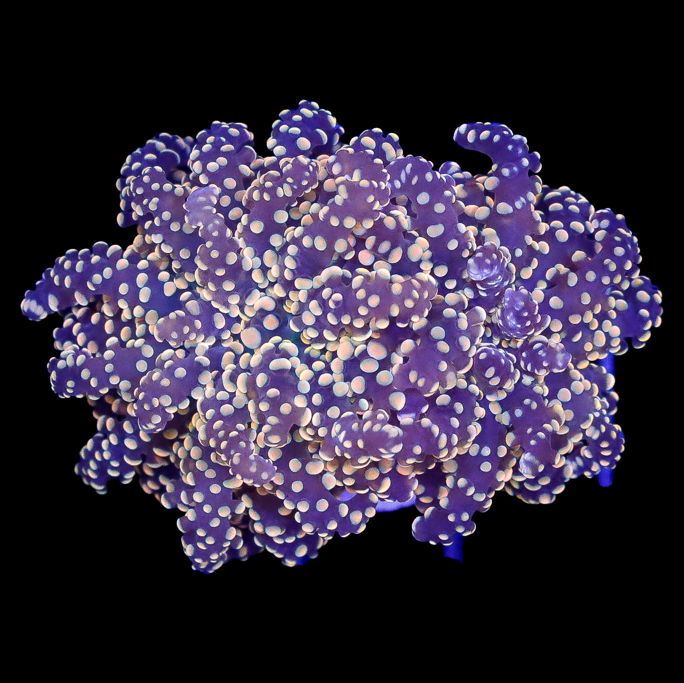 Orange Tip Frogspawn Coral