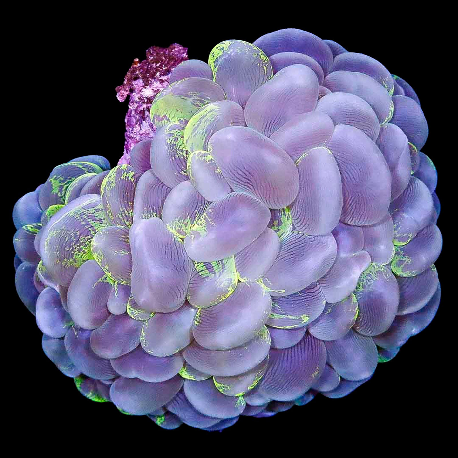 Camo Bubble Coral