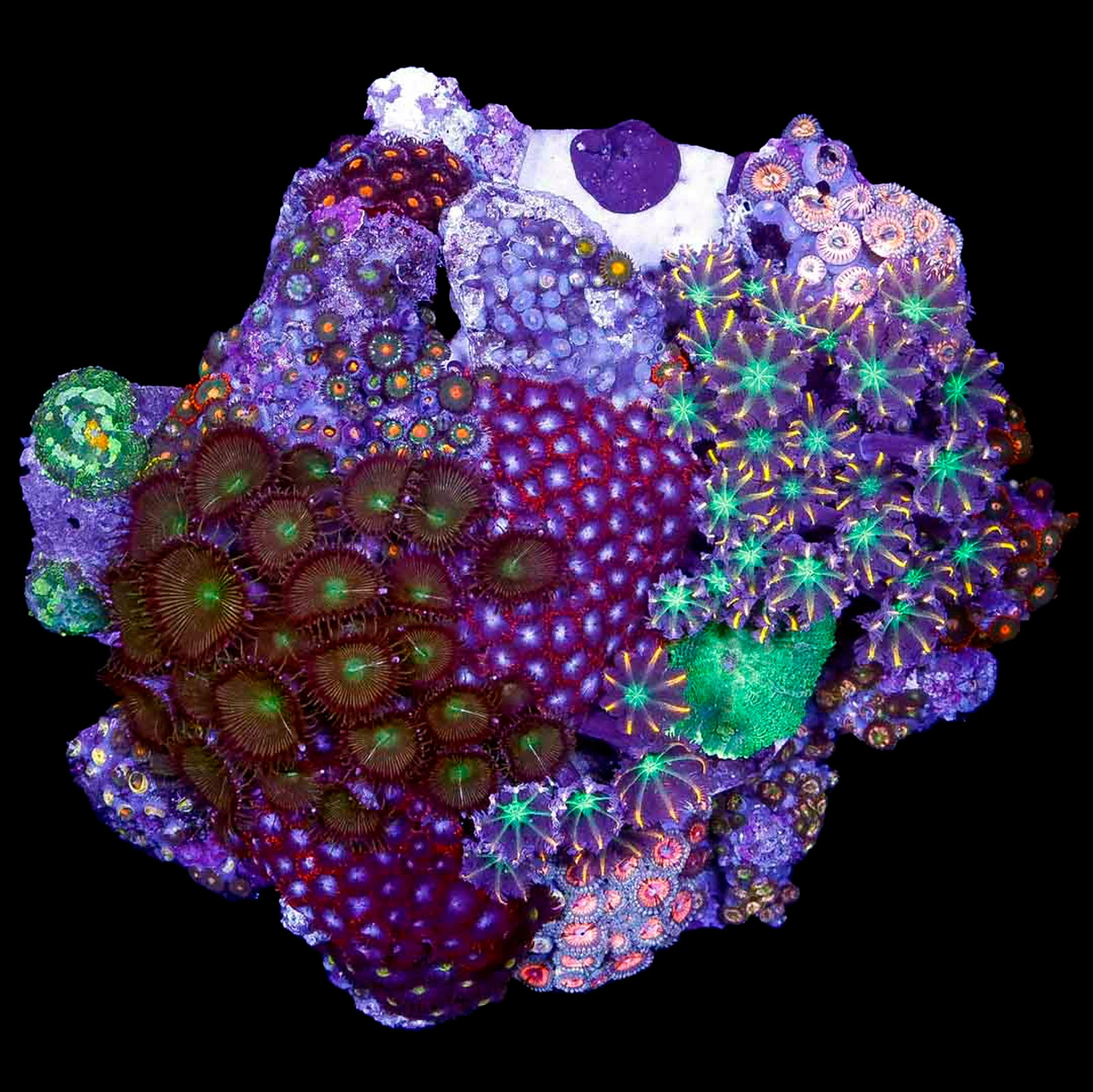 Rainbow Zoanthid Colony