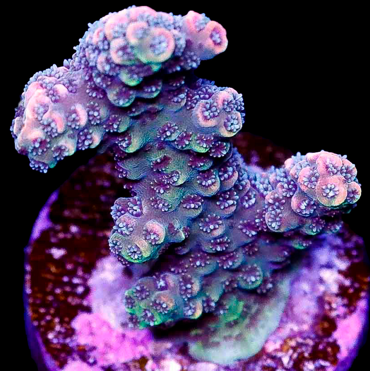 Dragon Queen Acropora Coral