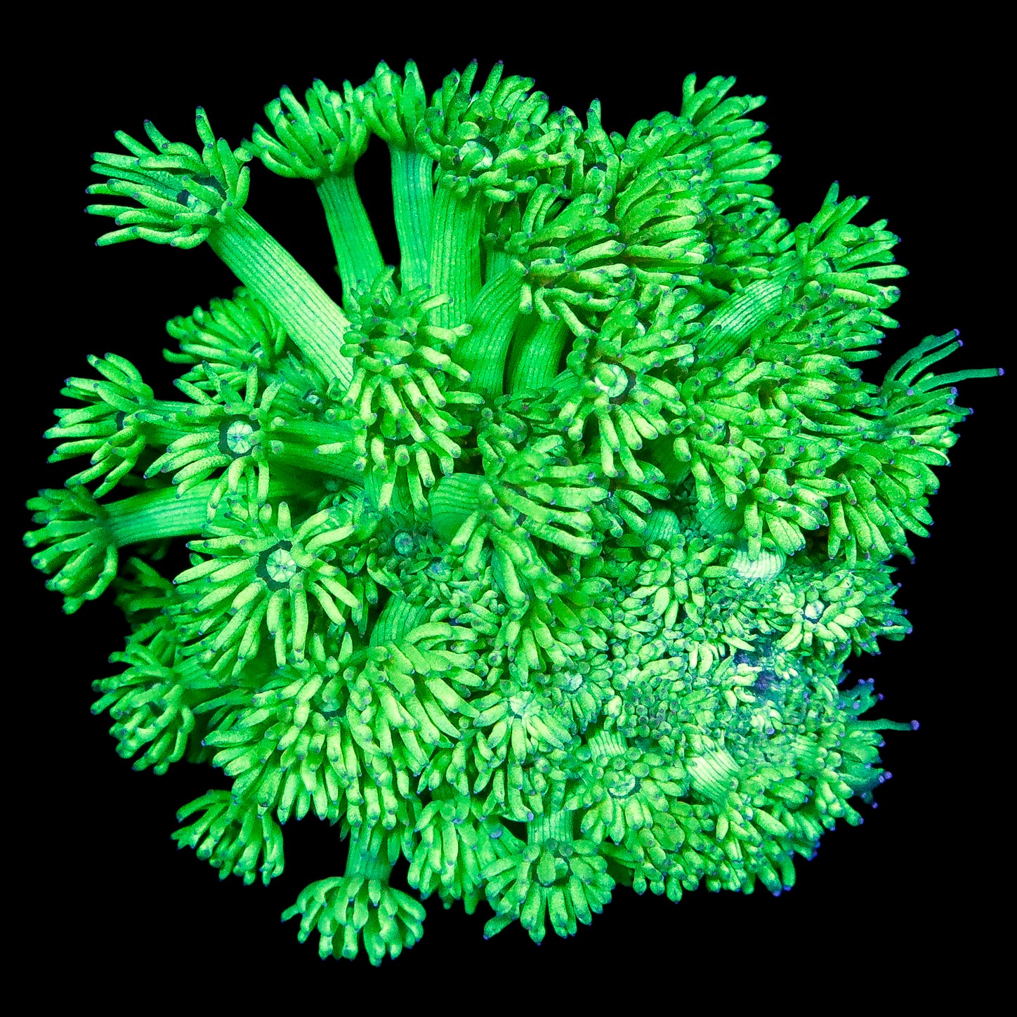 Neon Green Aussie Sinularia Coral Colony