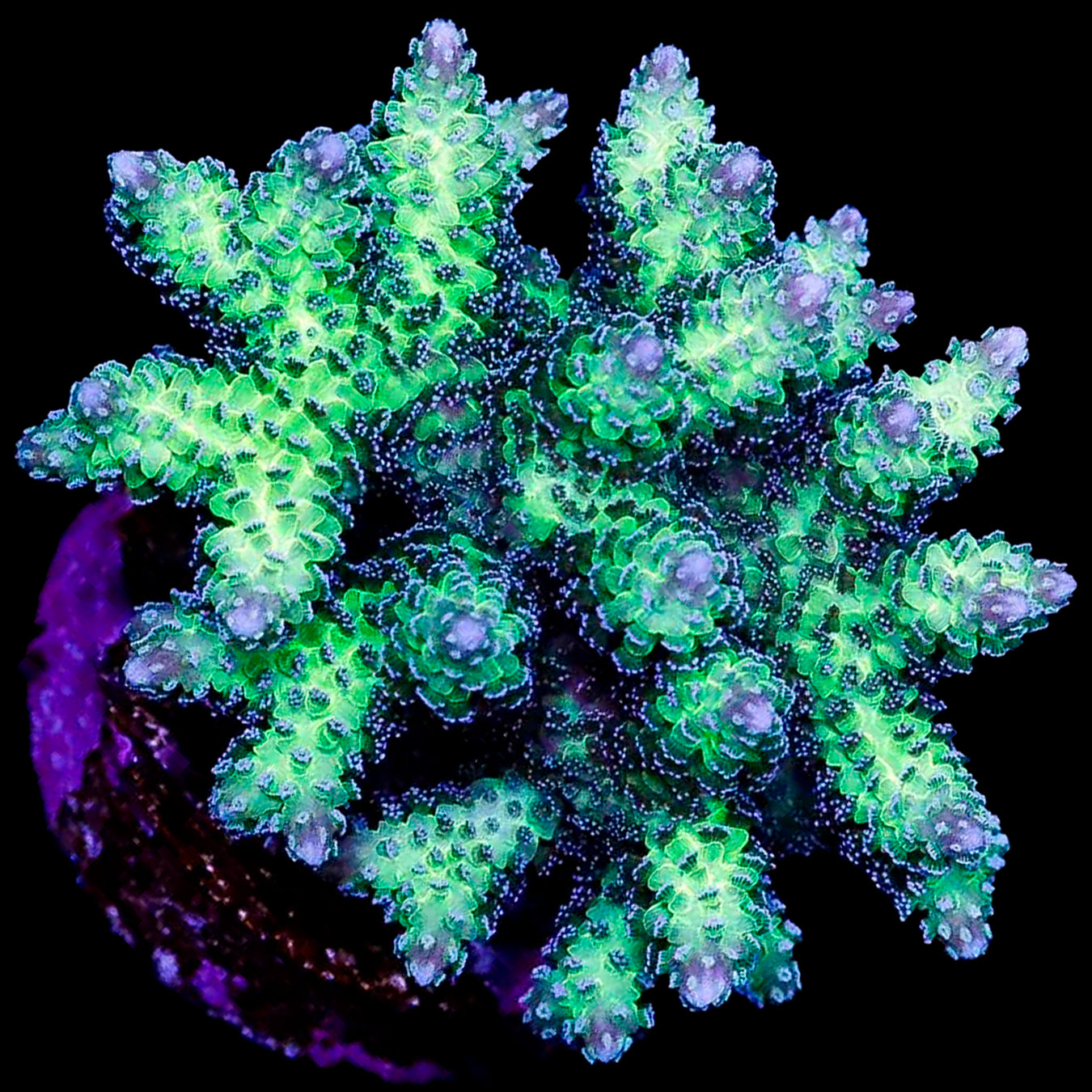 Queensland Sizzler Birdsnest Coral - 1st Release