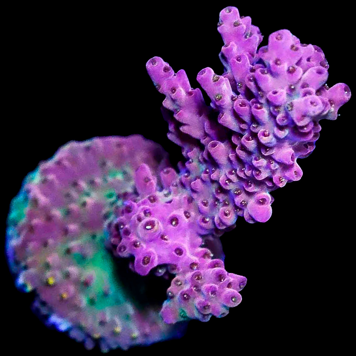 Cosmic Twist Acropora Coral