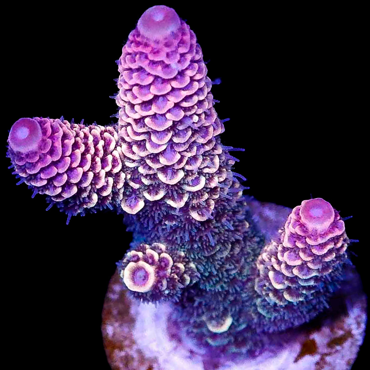 Snowcone Spathulata Acropora