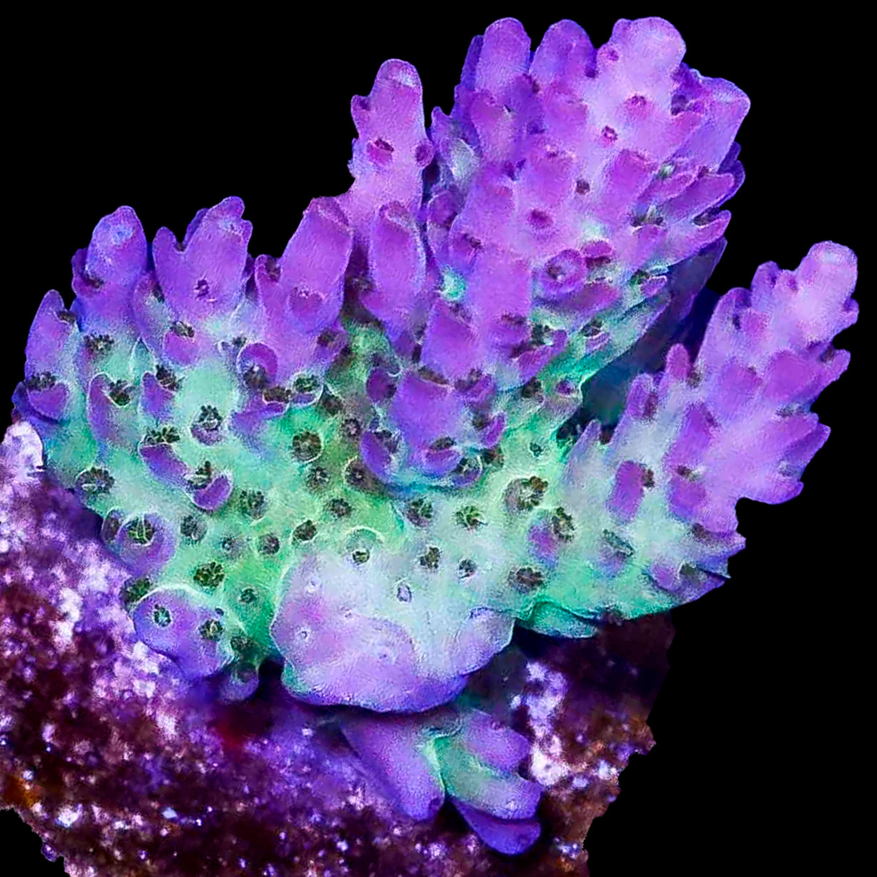 Joker's Asylum Acropora Coral