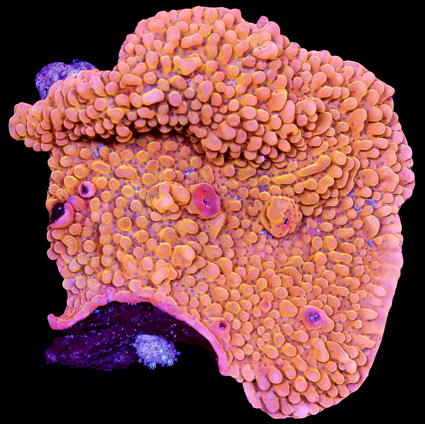 Phoenix Montipora Colony