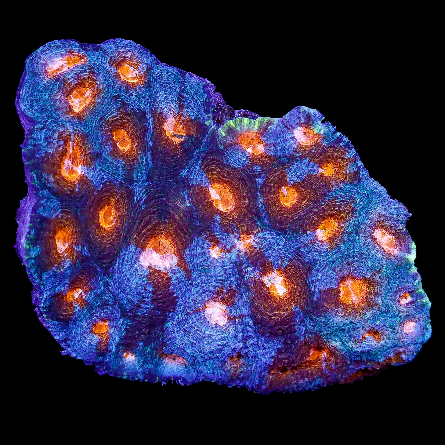 Orange Eye Acan Echinata Coral Colony